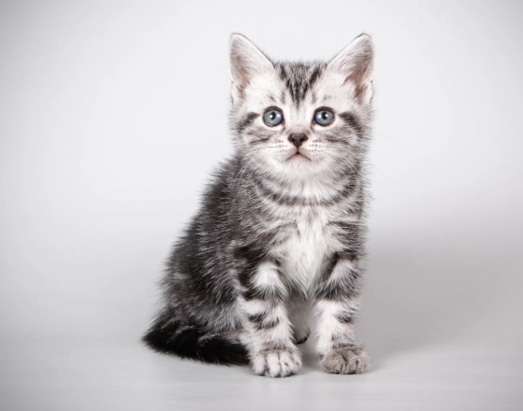 low maintenance cat breeds