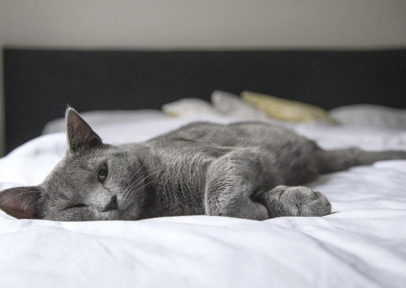 British Shorthair care