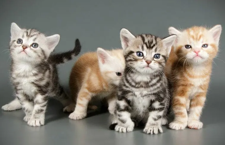 American Shorthair kitten health American Shorthair kitten health