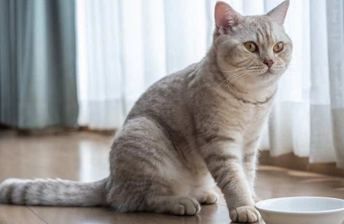 British Shorthair alone