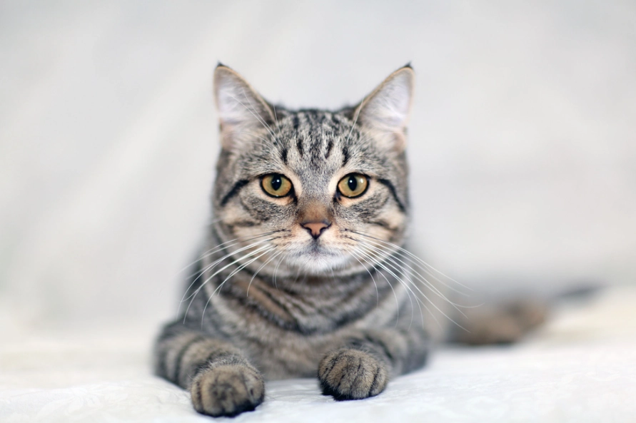 Grey tabby cat personality