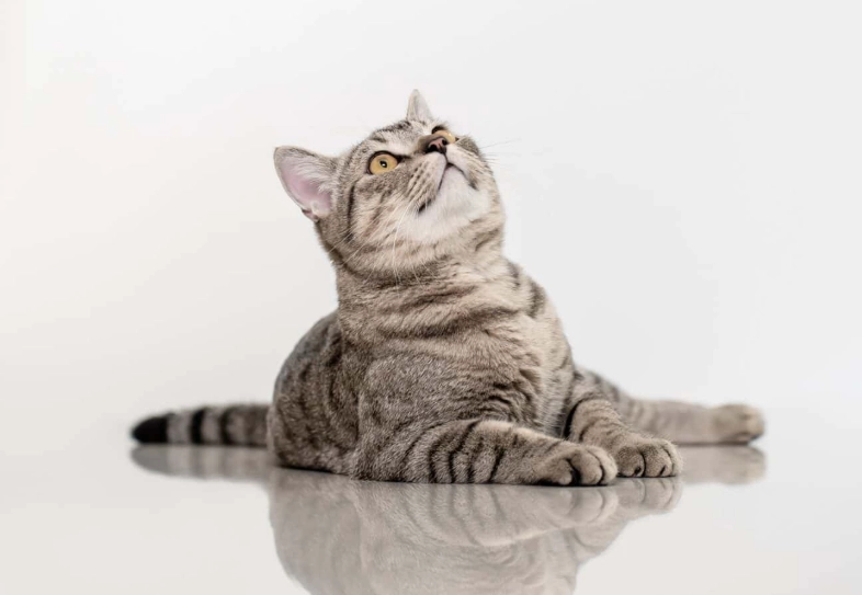 grey tabby cat rarity