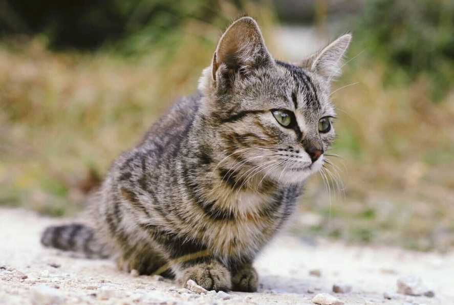 grey tabby cat