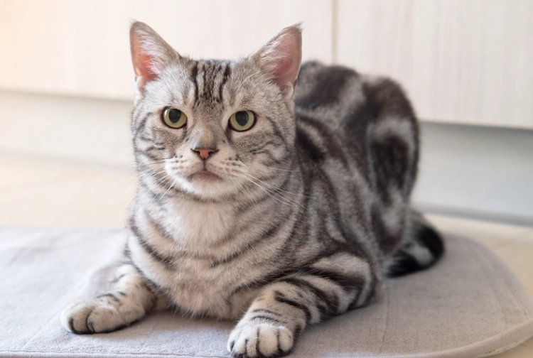 low maintenance cat breeds