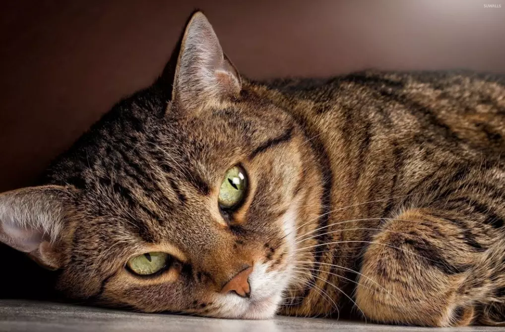 brown tabby cat personality