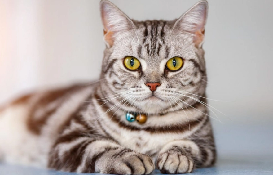 Silver tabby cat