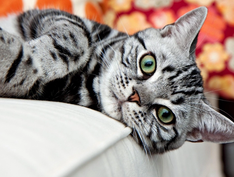 American Shorthair health issues