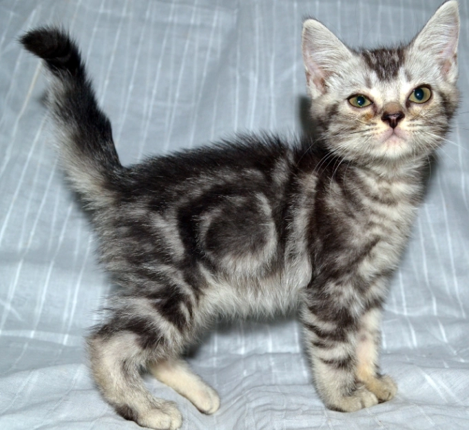 American Shorthair kitten care American Shorthair kitten care