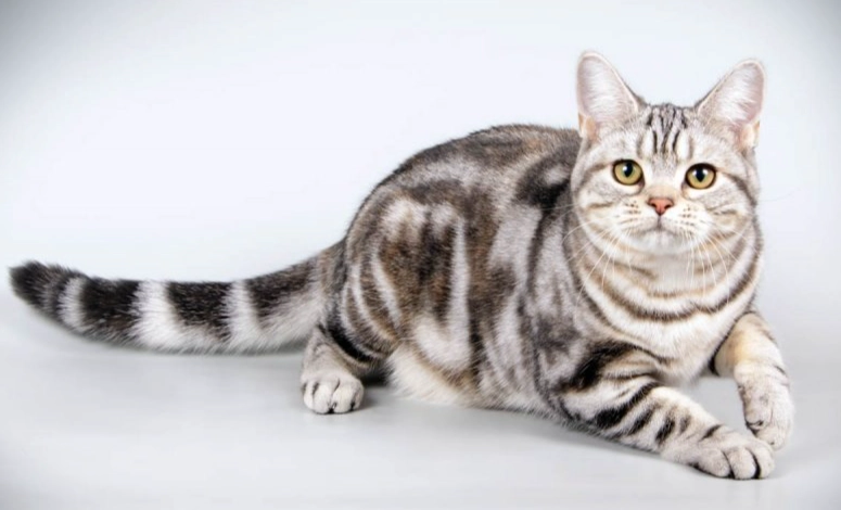 what breed is a tabby cat