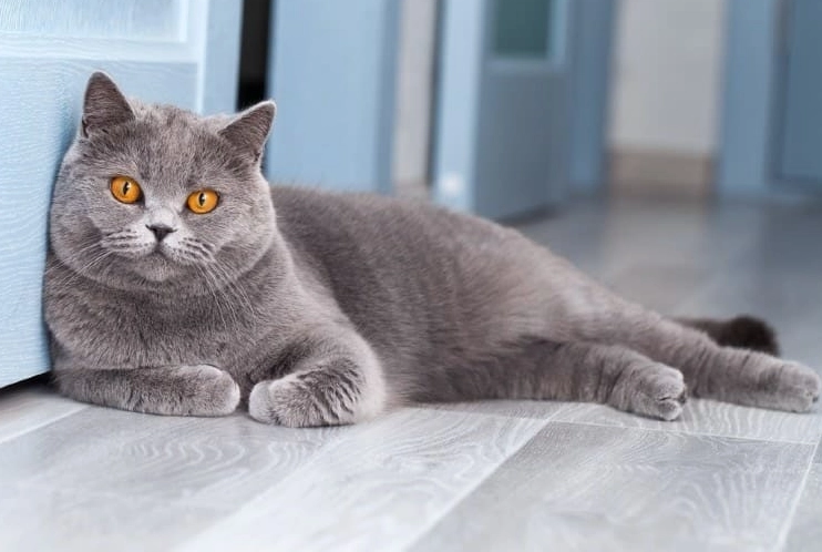 British Shorthair alone