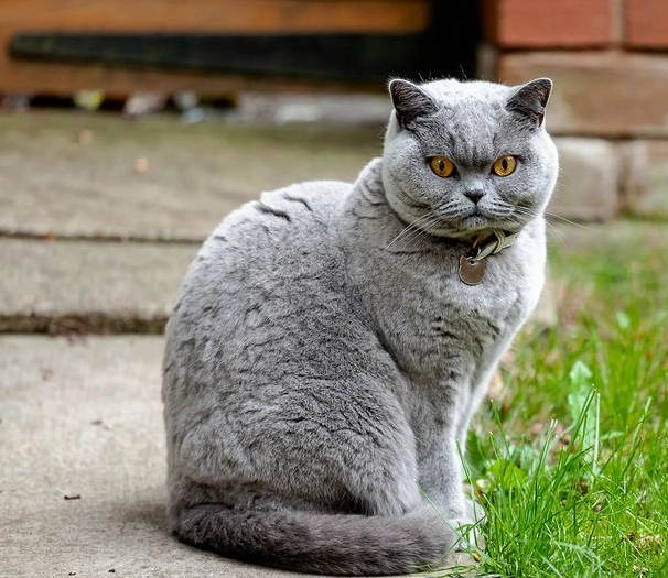 British Shorthair alone