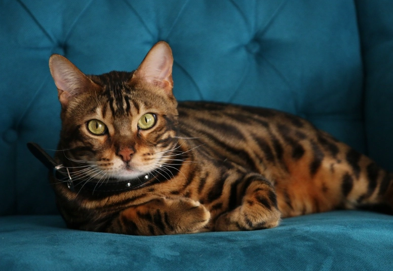 bengal cat behavior problems