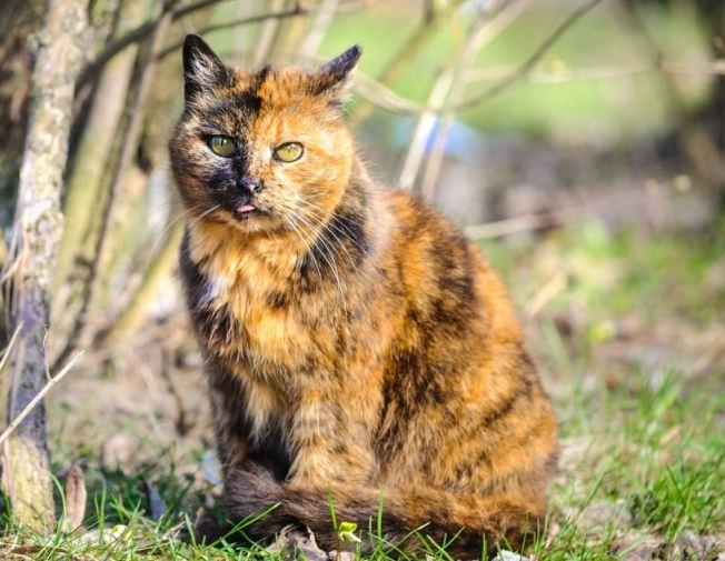 male calico cat genetics
