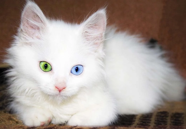 Angora cat rarity Angora cat rarity