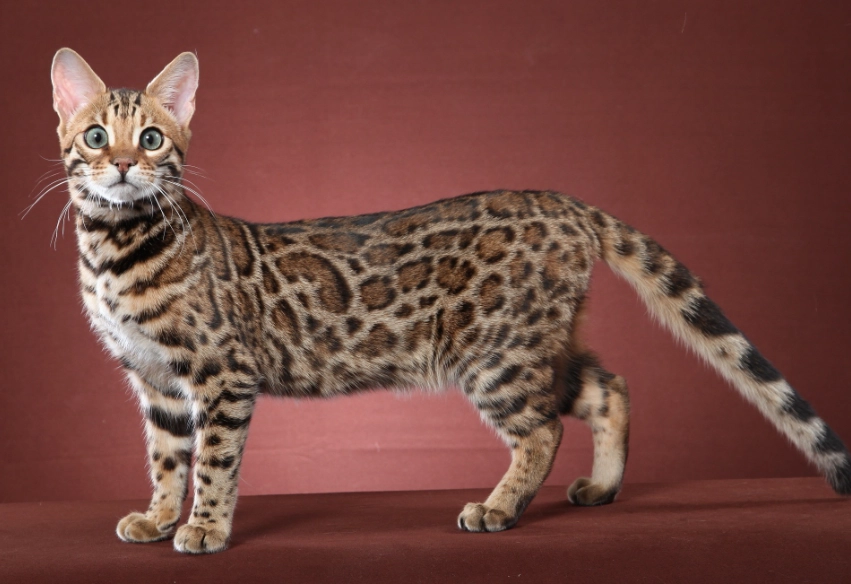 Bengal cat care