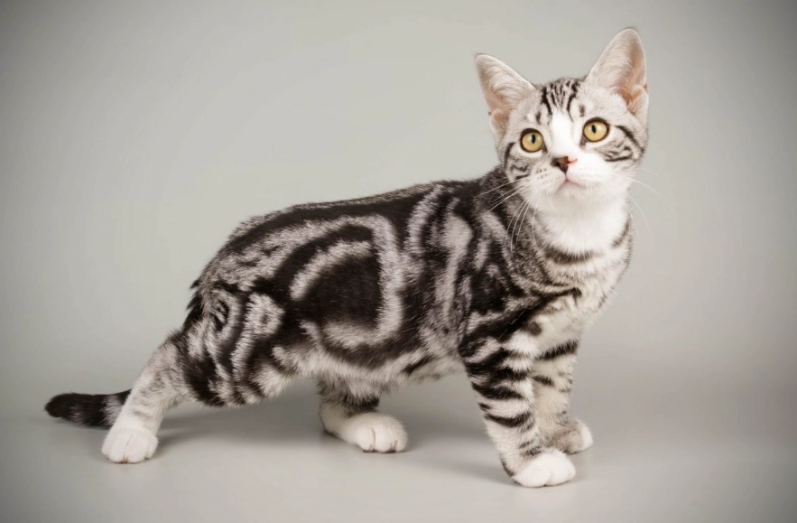 silver tabby cat personality