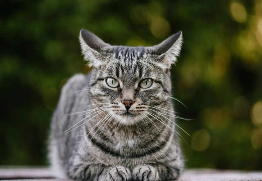 grey tabby cat