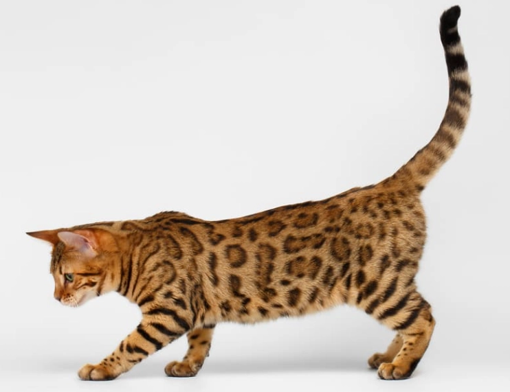 Bengal cat pros and cons