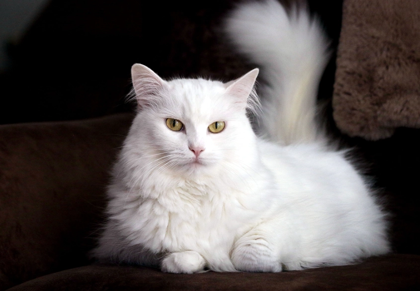 Are Angora cats deaf?