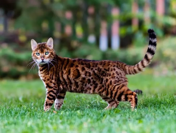 Bengal cat personality