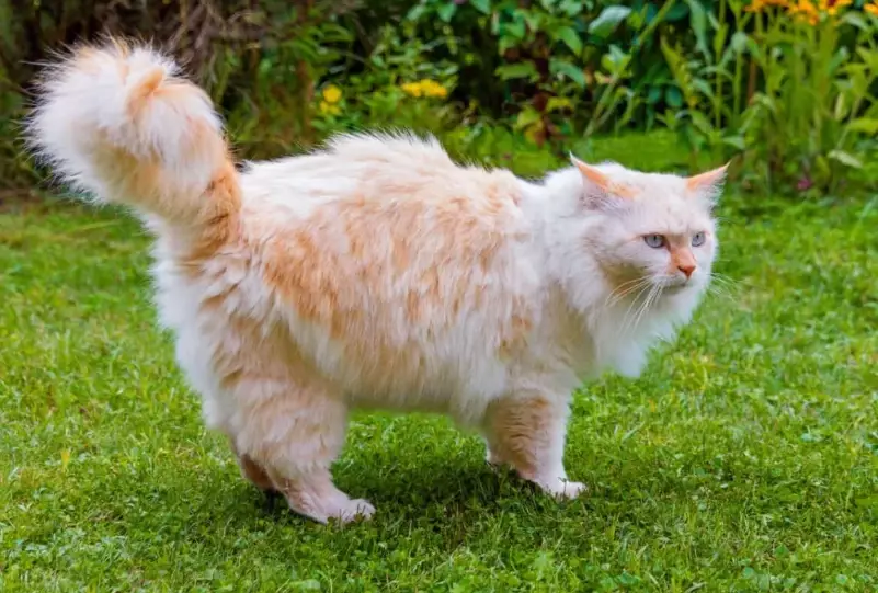 find Angora cat breeder find Angora cat breeder