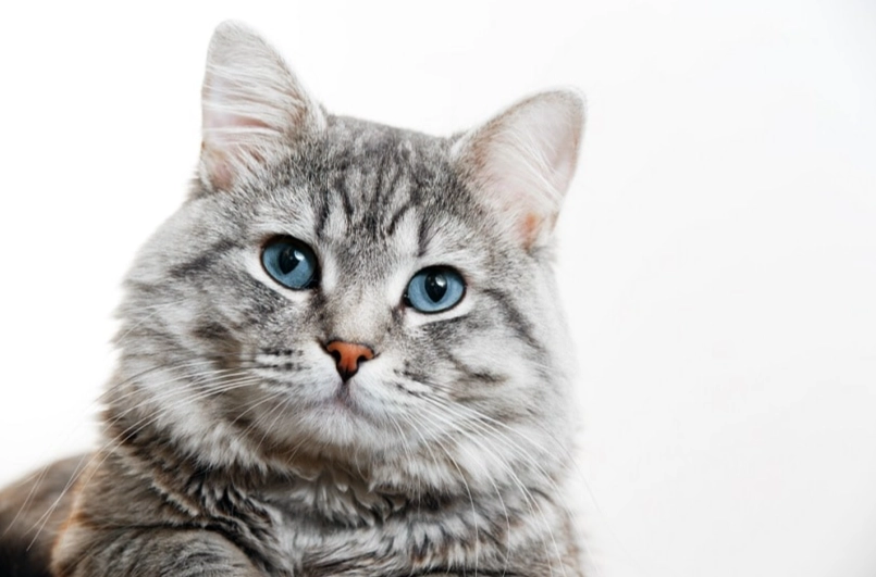 what breed is a tabby cat