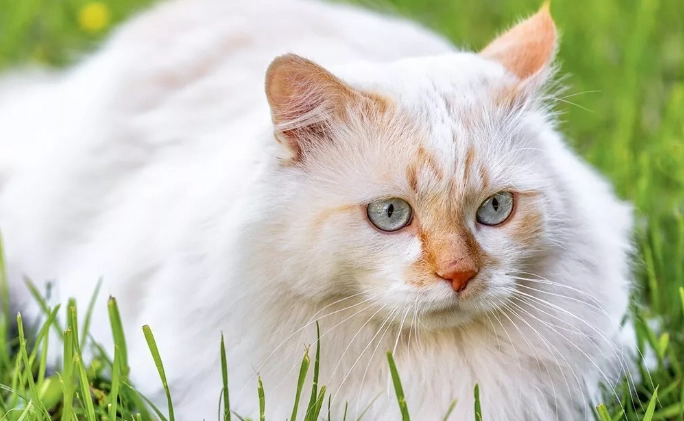 find Angora cat breeder