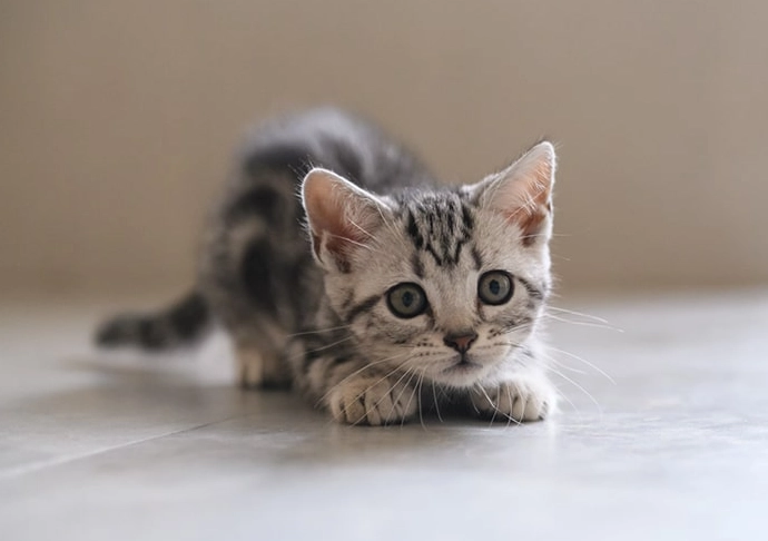 American Shorthair kitten care American Shorthair kitten care