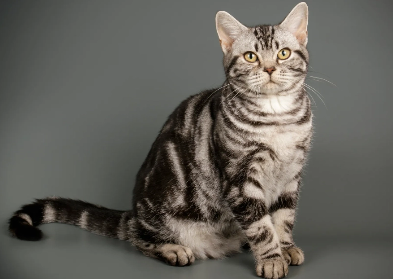 American Shorthair personality