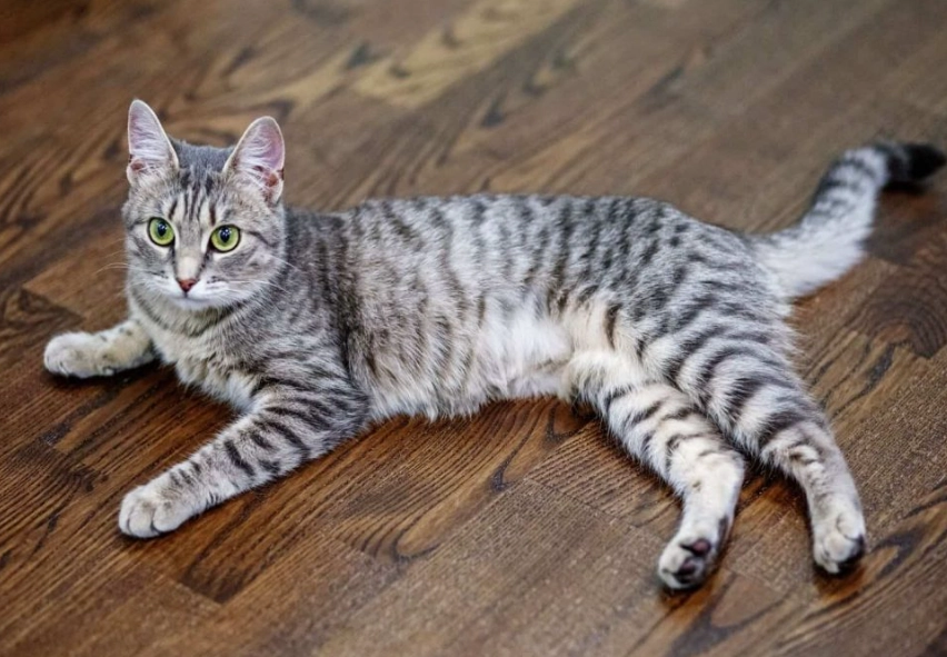 Are grey tabbies rare?