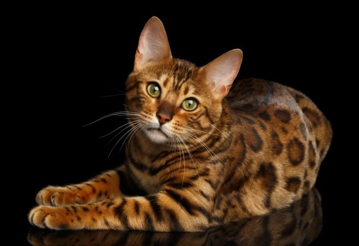 are bengal cats good pets