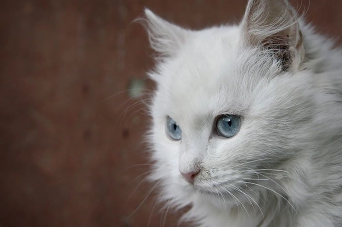 Turkish Angora hearing problems