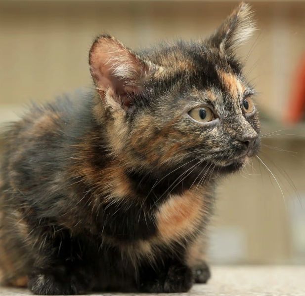 tortie cat male