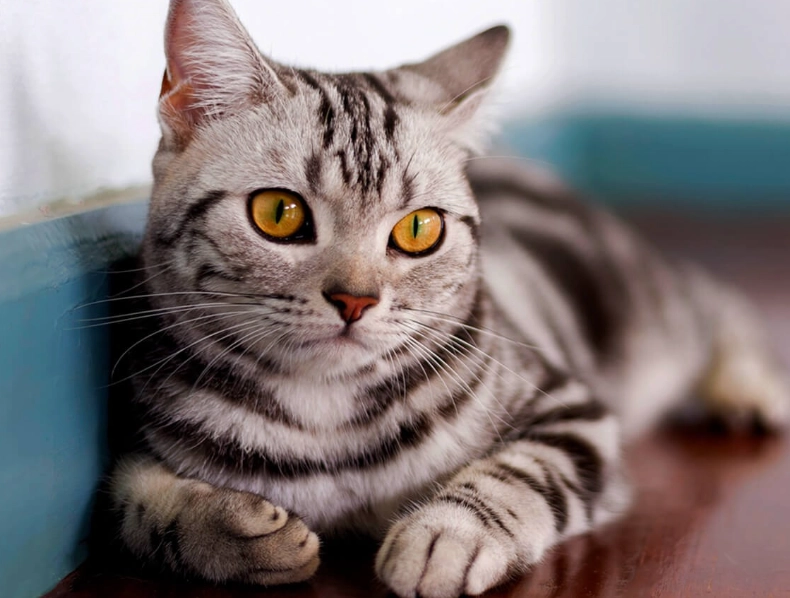 American Shorthair kitten personality American Shorthair kitten personality