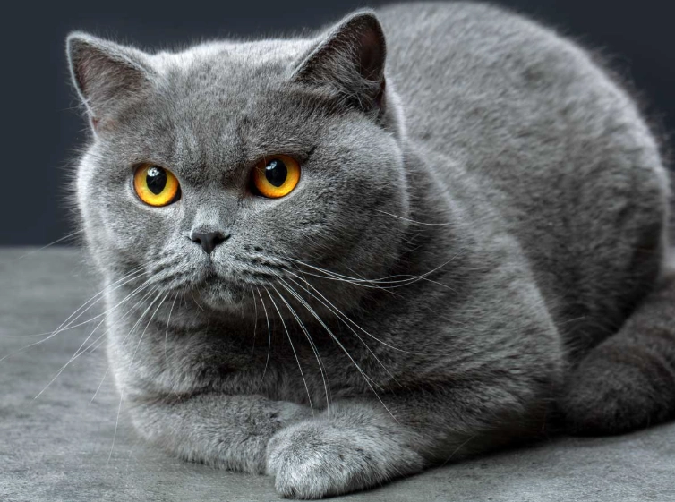British Shorthair care