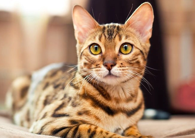 Bengal cat personality