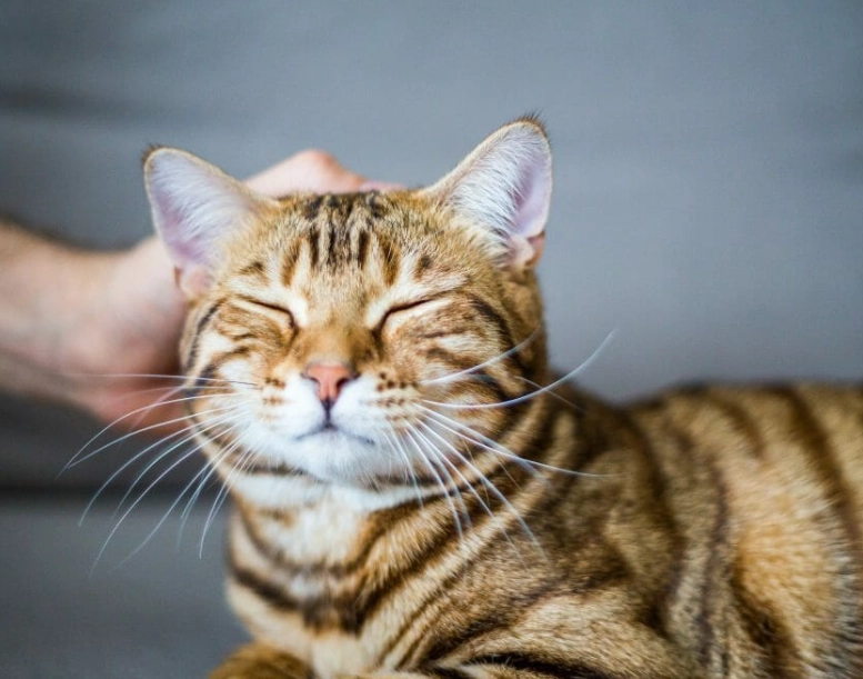 Bengal cat care