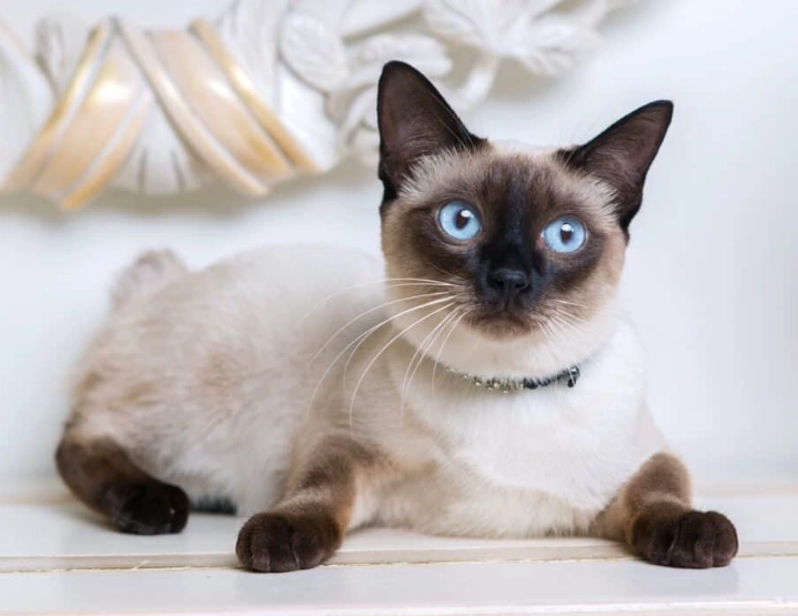 How much is a Siamese cat