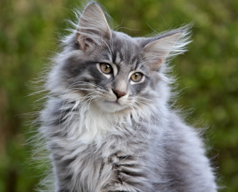 Norwegian Forest Cat USA