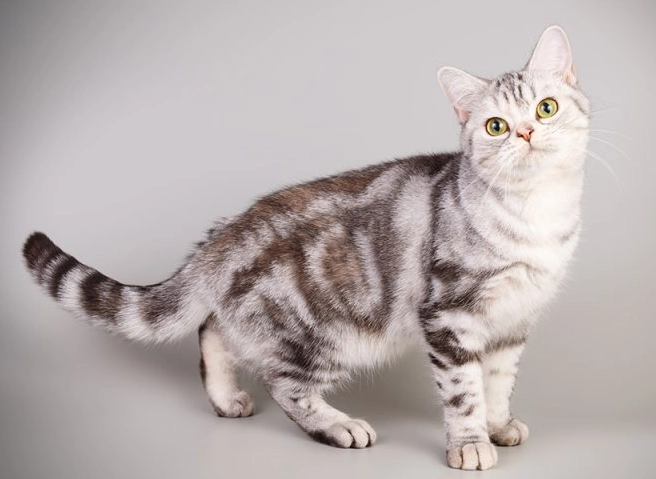 American Shorthair identification