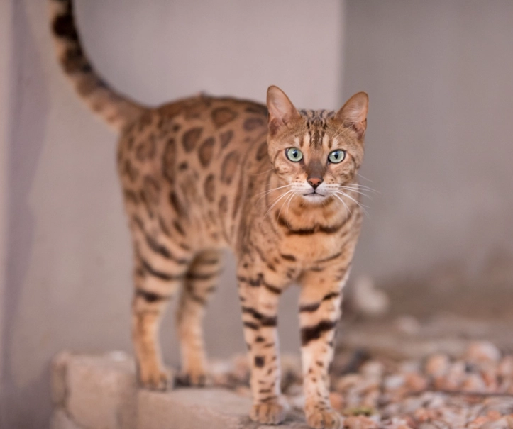 Bengal Cat Price Guide: What You'll Really Pay in 2024