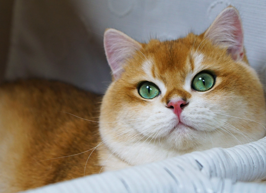 british shorthair orange cat