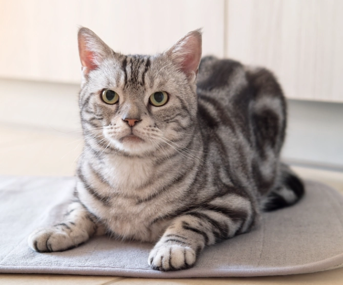 mixed breed vs purebred cat