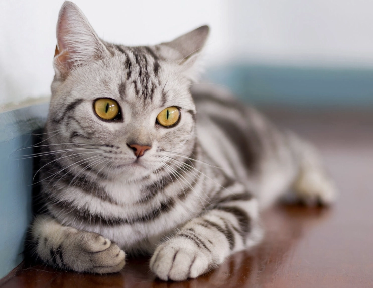 are american shorthair cats friendly are american shorthair cats friendly