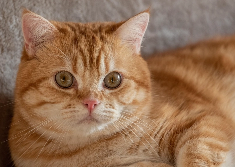 british shorthair ginger cat