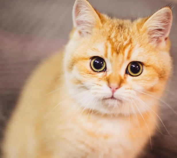british shorthair orange cat