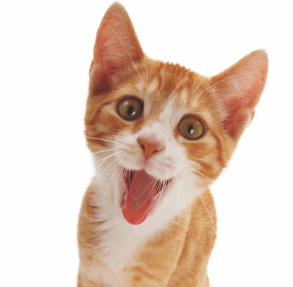 types of domestic cats