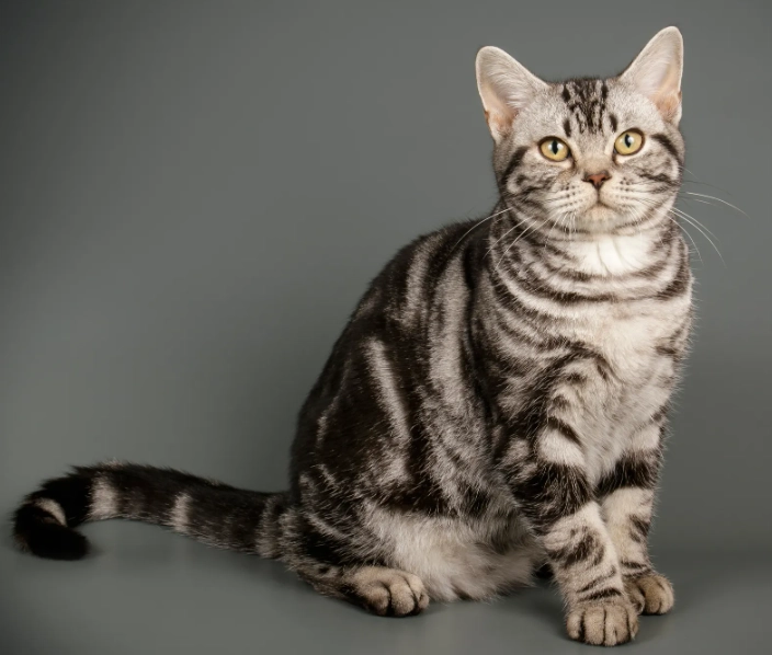 american shorthair personality traits american shorthair personality traits