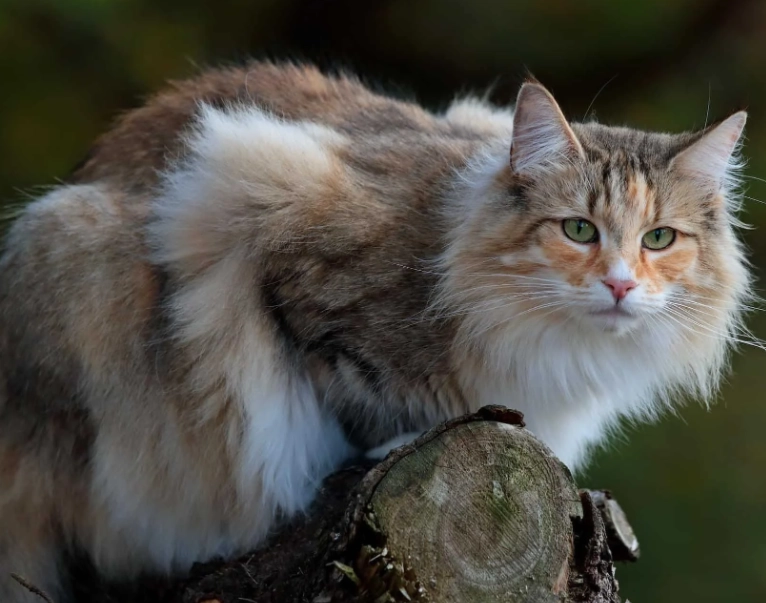 Are there Norwegian forest cats in the United States?