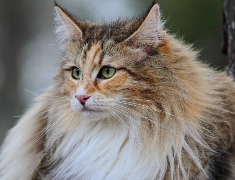 buy Norwegian Forest cat